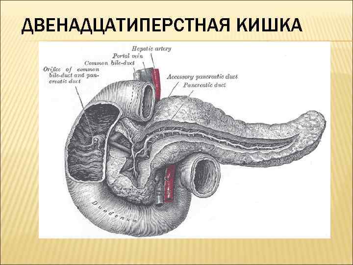 ДВЕНАДЦАТИПЕРСТНАЯ КИШКА 