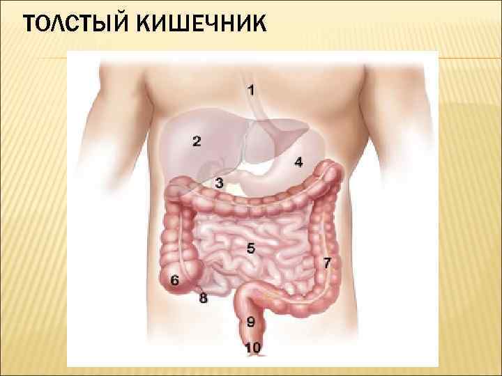 ТОЛСТЫЙ КИШЕЧНИК 