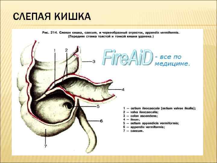 СЛЕПАЯ КИШКА 