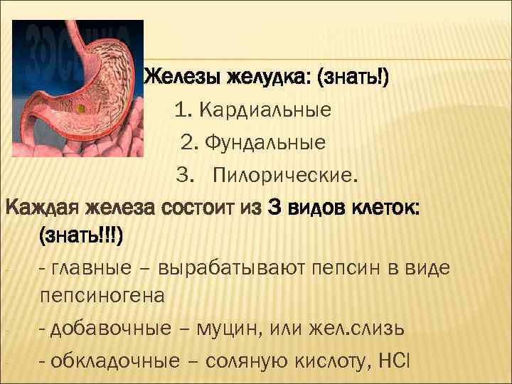ЖЕЛУДОК. Железы желудка: (знать!) 1. Кардиальные 2. Фундальные 3. Пилорические. Каждая железа состоит из