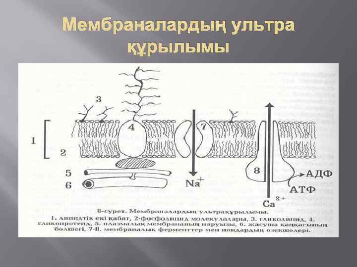 Мембраналардың ультра құрылымы 