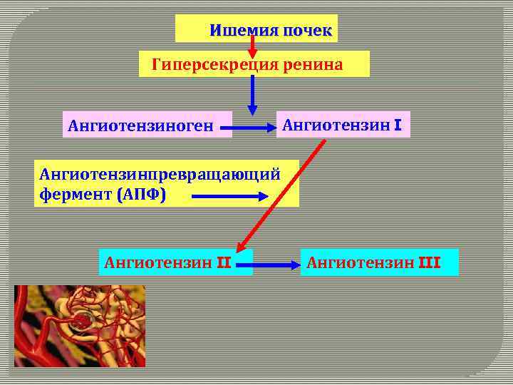 Ишемия почек Гиперсекреция ренина Ангиотензиноген Ангиотензин I Ангиотензинпревращающий фермент (АПФ) Ангиотензин III 