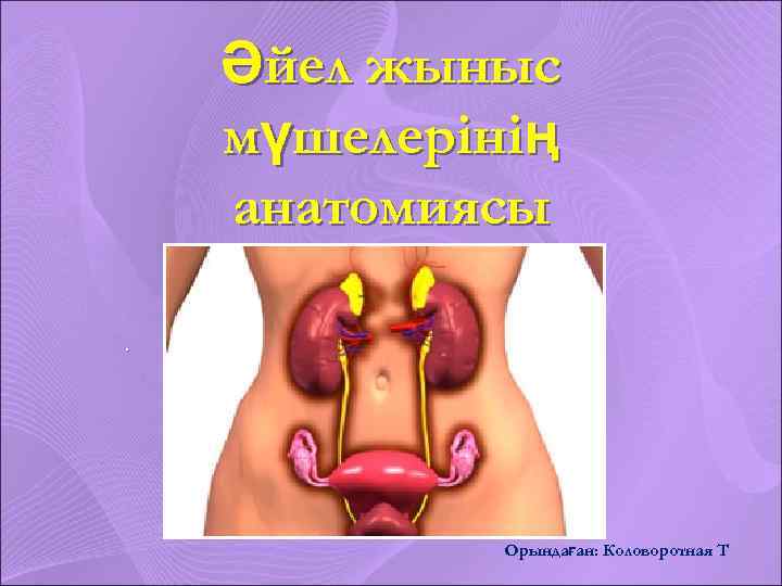 Әйел жыныс мүшелерінің анатомиясы. Орындаған: Коловоротная Т 