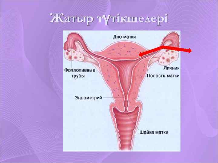 Жатыр түтікшелері 