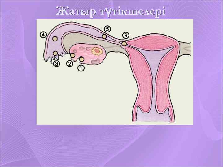 Жатыр түтікшелері 