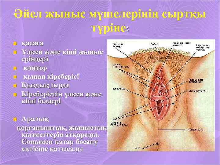 Әйел жыныс мүшелерінің сыртқы түріне: n n n қасаға Үлкен және кіші жыныс еріндері