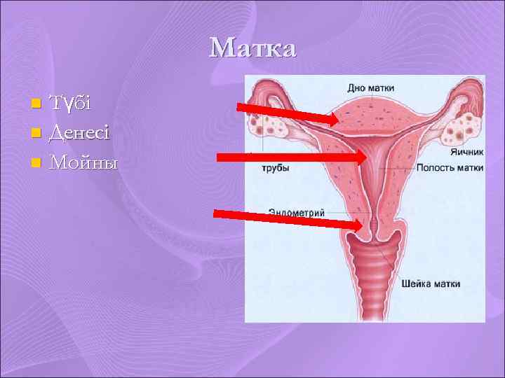 Матка Түбі n Денесі n Мойны n 