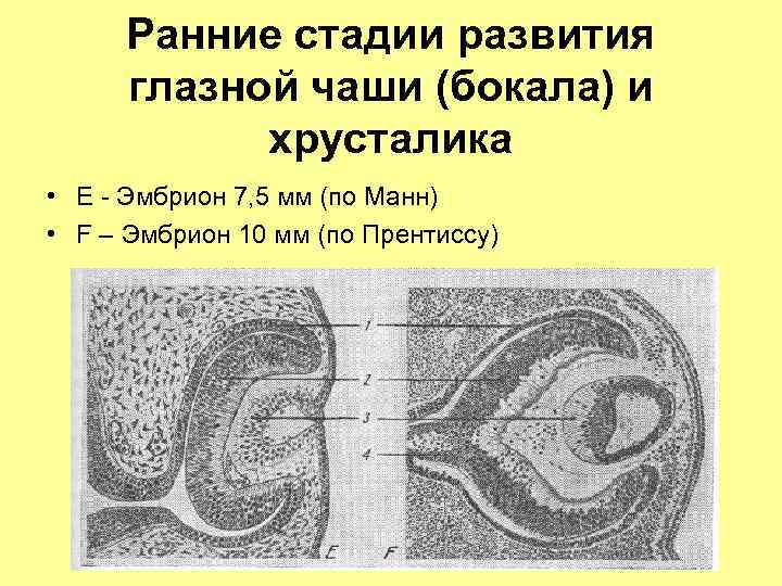 Ранние стадии развития глазной чаши (бокала) и хрусталика • Е - Эмбрион 7, 5