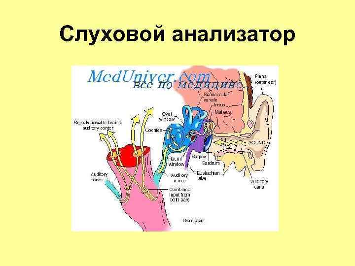 Слуховой анализатор 