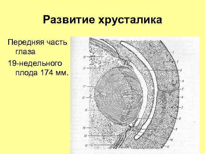 Развитие хрусталика Передняя часть глаза 19 -недельного плода 174 мм. 