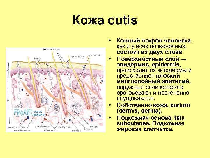 Кожа cutis • Кожный покров человека, как и у всех позвоночных, состоит из двух