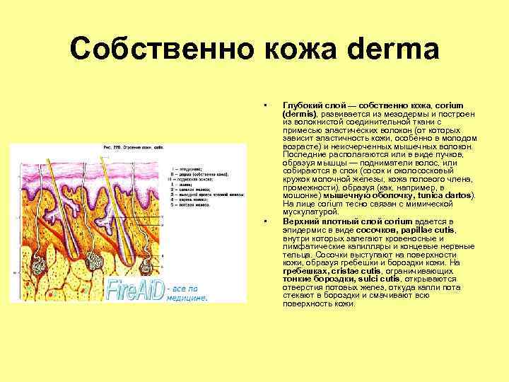 Собственно кожа derma • • Глубокий слой — собственно кожа, corium (dermis), развивается из