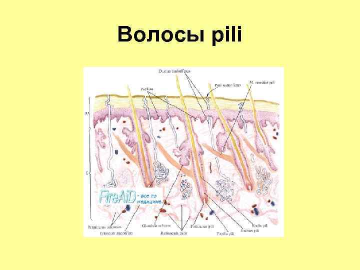 Волосы pili 