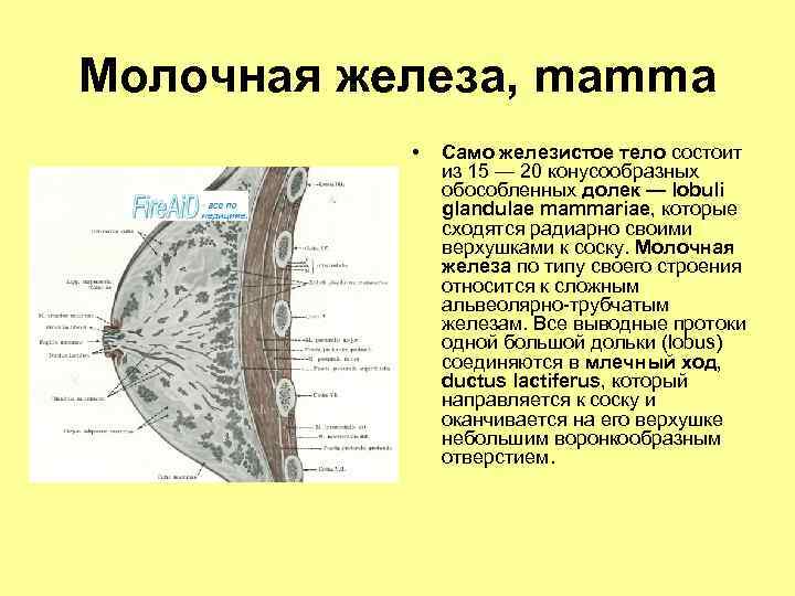 Молочная железа какая железа. Концевые элементы молочной железы. Молочная железа состоит из. Железистое тело молочной железы. Молочные железы состоят из.