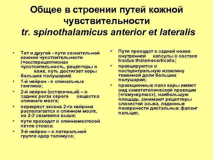 Общее в строении путей кожной чувствительности tr. spinothalamicus anterior et lateralis • • •