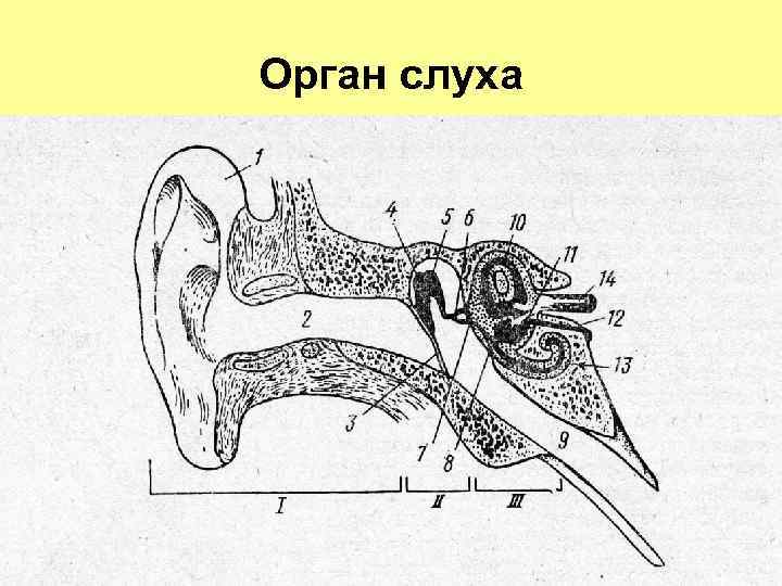 Орган слуха 