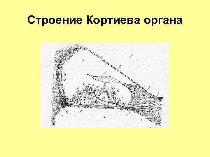 Строение Кортиева органа 