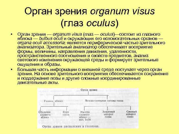 Орган зрения organum visus (глаз oculus) • • Орган зрения — organum visus (глаз