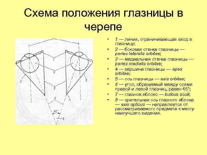 Схема положения глазницы в черепе • • 1 — линия, ограничивающая вход в глазницу;