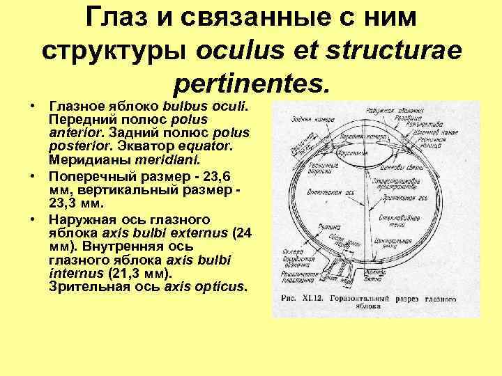 Глаз и связанные с ним структуры осulus et structurae pertinentes. • Глазное яблоко bulbus