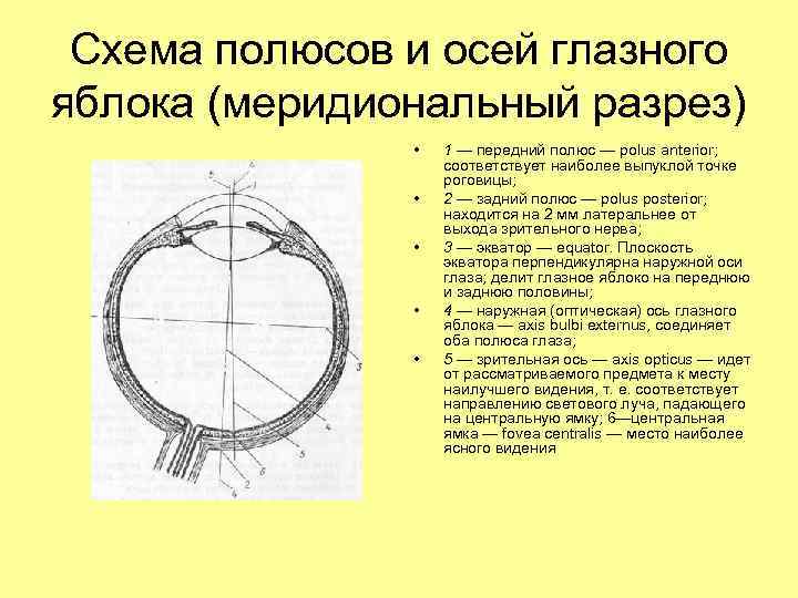 Задний полюс глаза. Полюса и оси глазного яблока. Наружная и внутренняя ось глазного яблока. Внутренняя ось глаза.