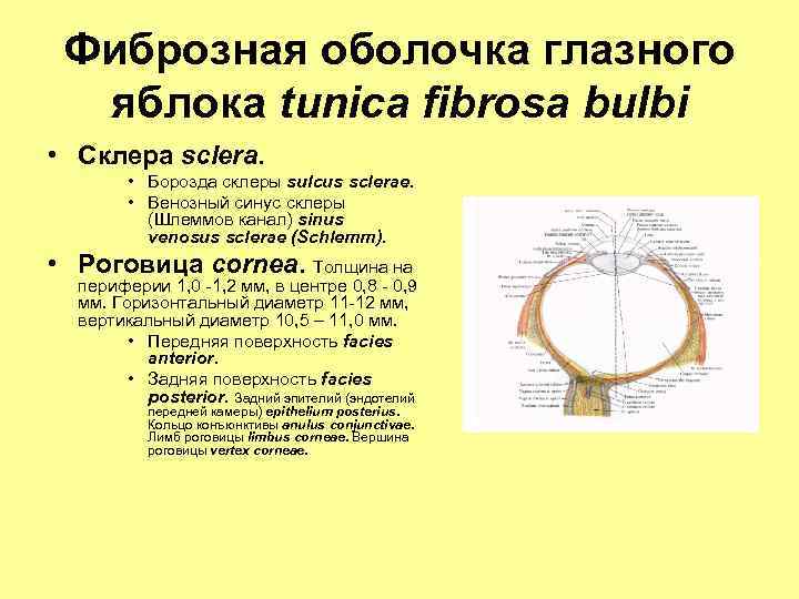 Фиброзная оболочка глазного яблока tunica fibrosa bulbi • Склера sclera. • Борозда склеры sulcus