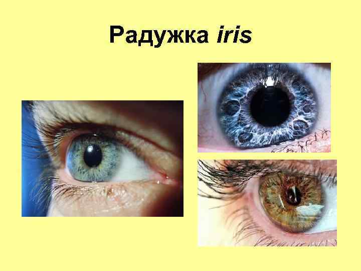 Радужка iris 