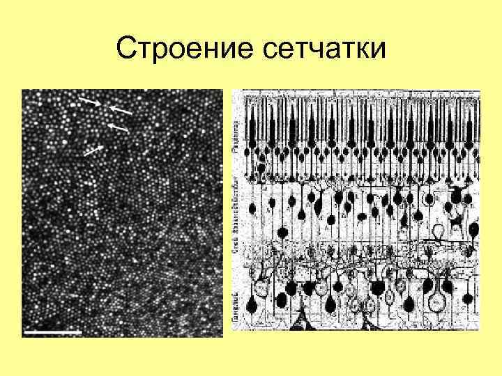 Строение сетчатки 