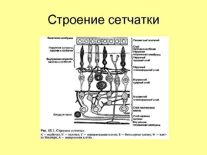 Строение сетчатки 