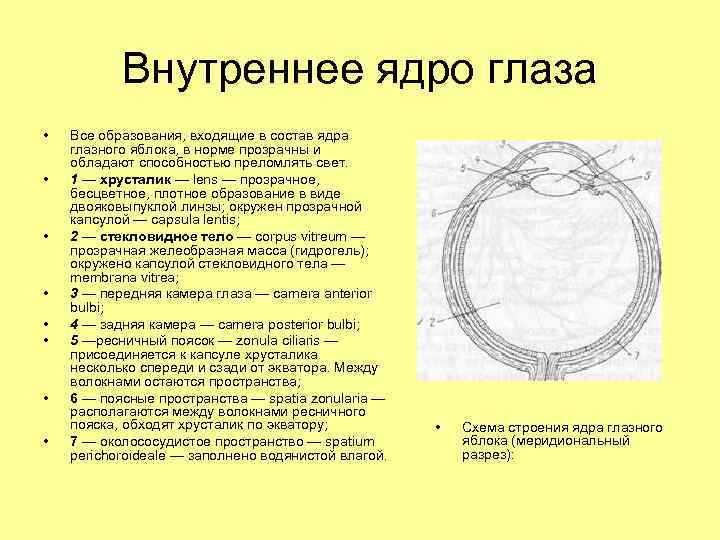 В состав ядрышка входит