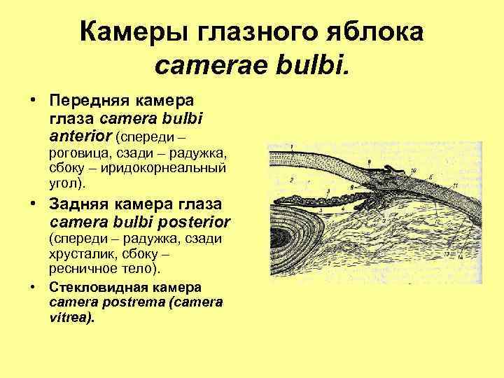 Функции передней камеры глаза. Задняя камера глазного яблока. Анатомия. Строение передней и задней камеры глаза.