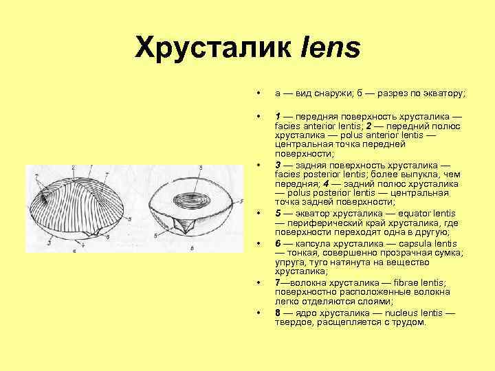 Хрусталик lens • а — вид снаружи; б — разрез по экватору; • 1