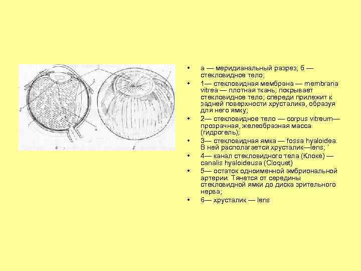  • • а — меридианальный разрез; б — стекловидное тело; 1— стекловидная мембрана