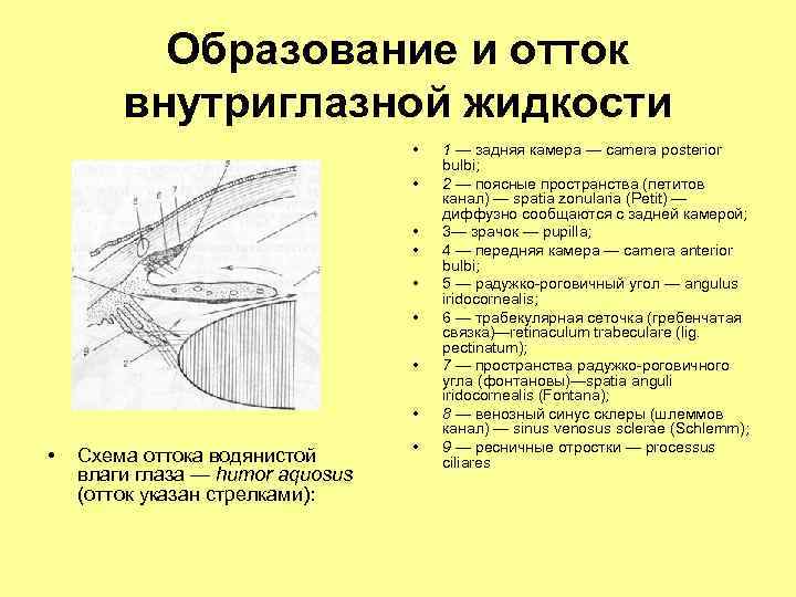 Схема оттока внутриглазной жидкости