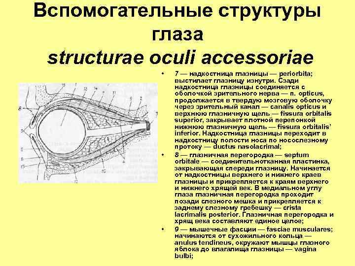 Вспомогательные структуры глаза structurae oculi accessoriae • • • 7 — надкостница глазницы —