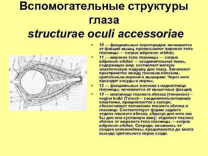 Вспомогательные структуры глаза structurae oculi accessoriae • • 10 — фасциальные перегородки; начинаются от