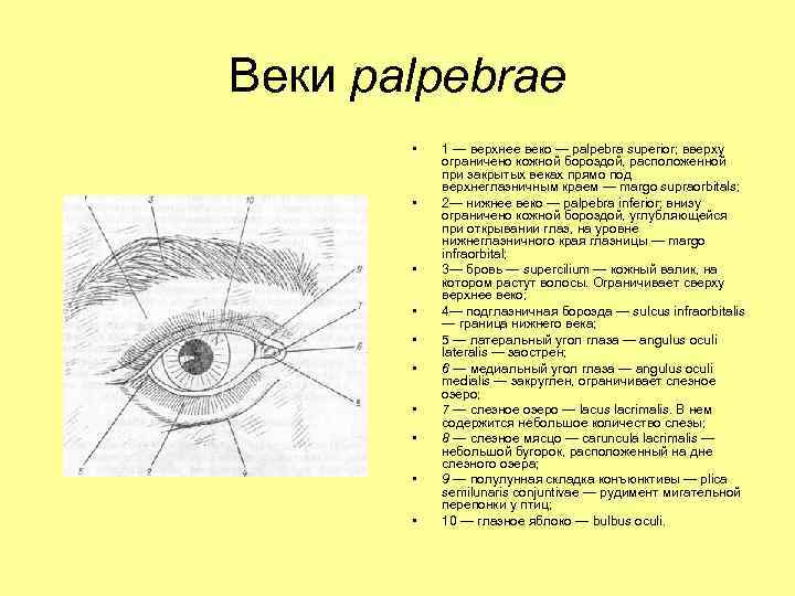 Веки palpebrae • • • 1 — верхнее веко — palpebra superior; вверху ограничено