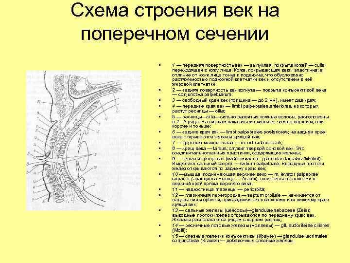 Схема строения век на поперечном сечении • • • • 1 — передняя поверхность