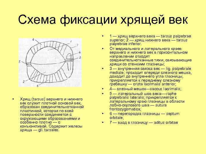 Схема фиксации хрящей век • • • Хрящ (tarsus) верхнего и нижнего век служит