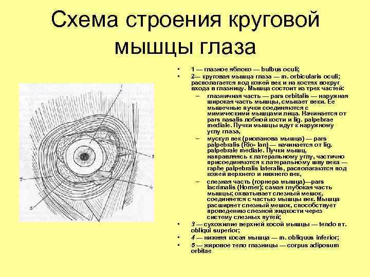 Схема строения круговой мышцы глаза • • • 1 — глазное яблоко — bulbus