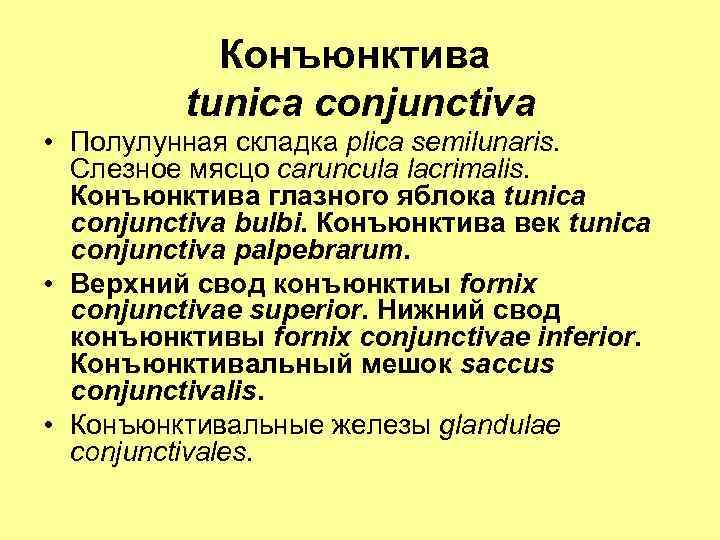 Конъюнктива tunica conjunctiva • Полулунная складка plica semilunaris. Слезное мясцо caruncula lacrimalis. Конъюнктива глазного