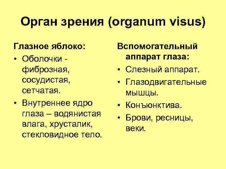 Орган зрения (organum visus) Глазное яблоко: • Оболочки фиброзная, сосудистая, сетчатая. • Внутреннее ядро