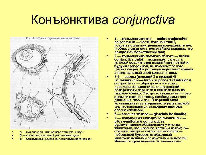 Конъюнктива conjunctiva • • а — вид спереди (нижнее веко оттянуто книзу); б —