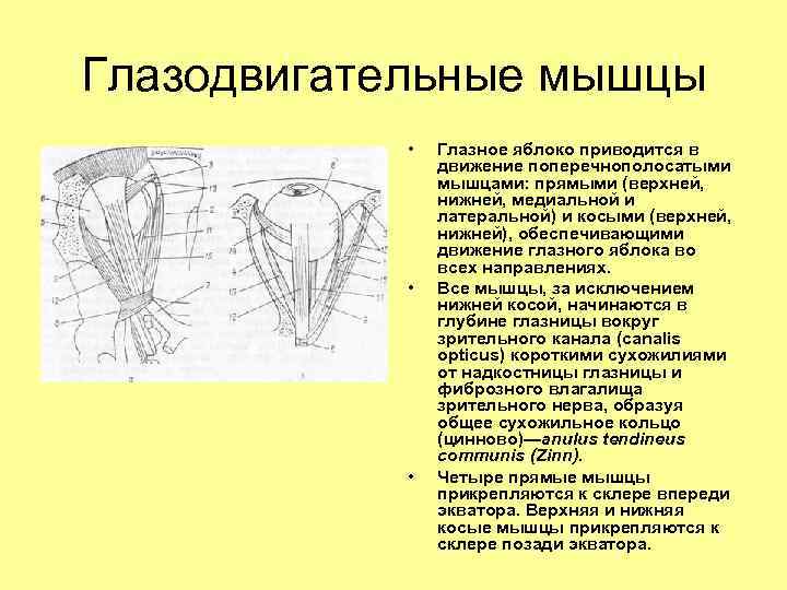 Глазодвигательные мышцы • • • Глазное яблоко приводится в движение поперечнополосатыми мышцами: прямыми (верхней,