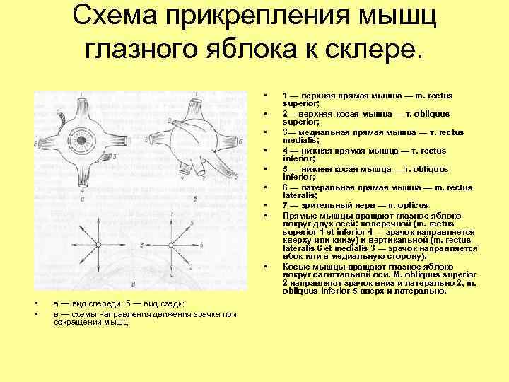 Схема прикрепления мышц глазного яблока к склере. • • • а — вид спереди;