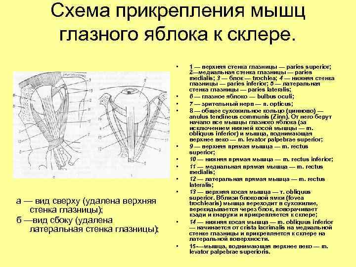 Схема прикрепления мышц