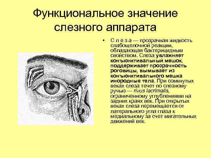 Функциональное значение слезного аппарата • С л е з а — прозрачная жидкость слабощелочной