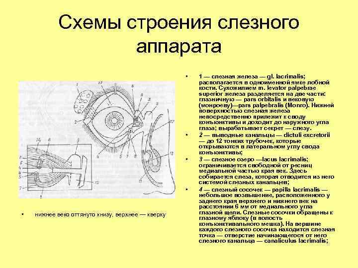 Схемы строения слезного аппарата • • • нижнее веко оттянуто книзу, верхнее — кверху