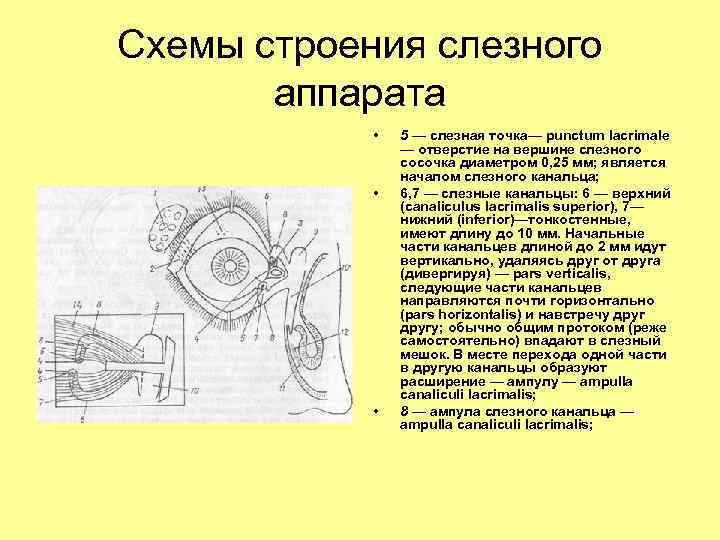 Схемы строения слезного аппарата • • • 5 — слезная точка— punctum lacrimale —