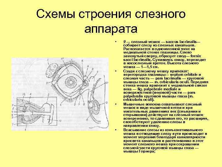 Схемы строения слезного аппарата • • 9 — слезный мешок — saccus lacrimalis— собирает